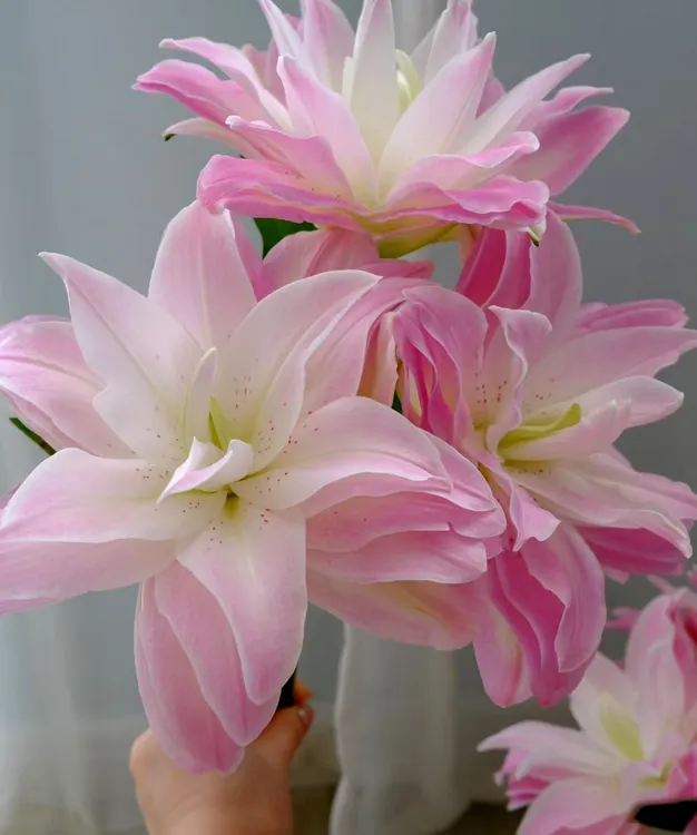 【养种大球】莲花皇后20-22球1棵稀少品粉色系重瓣香水百合阳台庭院