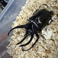 南洋大兜虫cck无忧罐（1-2龄）（活体甲虫幼虫）