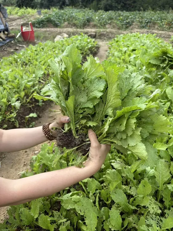 正宗钱排大芥菜秧带泥球带根发货