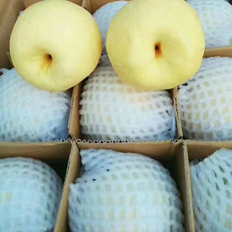2025新鲜蒲城酥梨雪梨，新鲜应季水果，皮薄汁多，纯甜无渣梨子