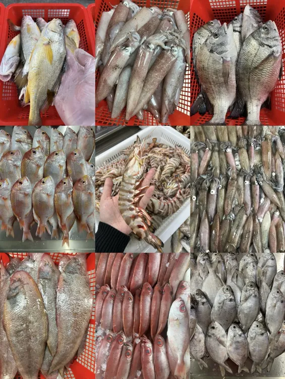 舟山鲜货海鱼 当日现货 马头鱼 白菇鱼 香鱼  铜盆鱼 3斤拼盘