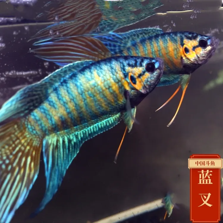 中国斗鱼蓝叉观赏鱼冷水淡水鱼好养耐活免打氧免加温【活鱼包邮】