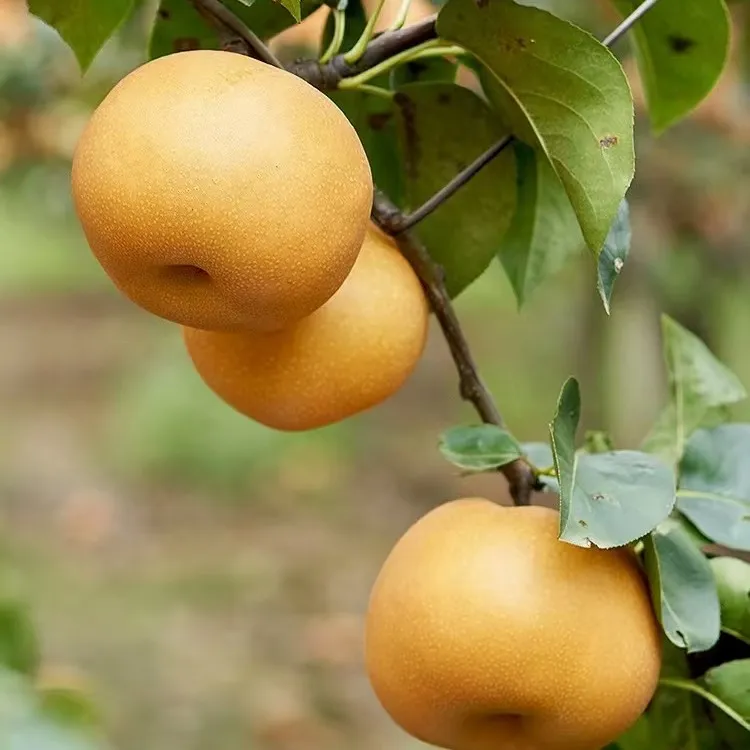【山东原产地】正宗秋月梨新鲜采摘脆甜多汁包邮到家
