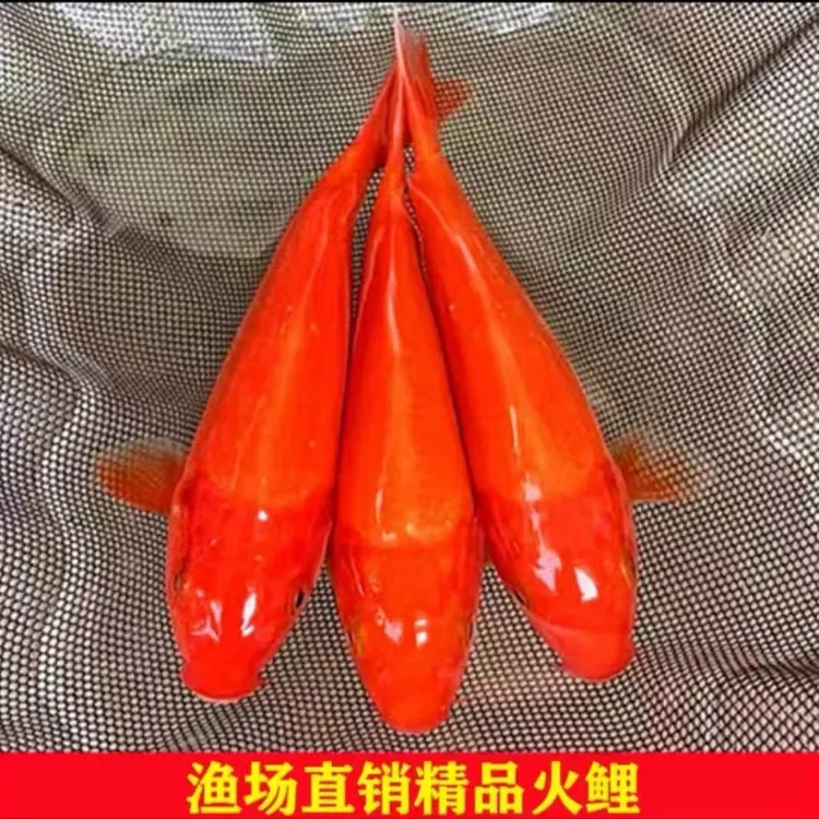 日本进口纯种火鲤锦鲤红锦鲤银鳞冷水活体鱼好养锦鲤观赏鱼