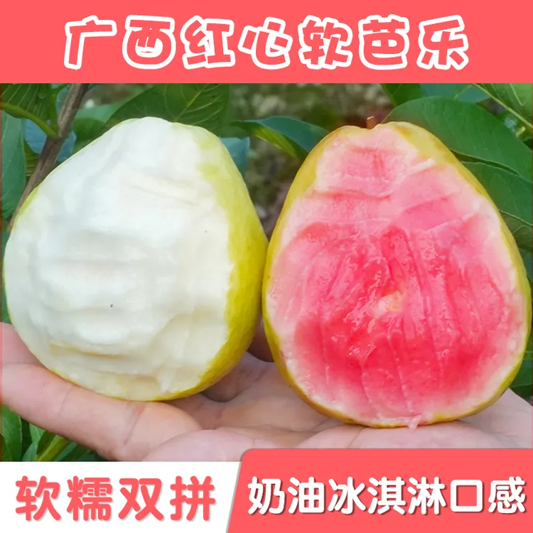 广西软糯奶油芭乐3斤5斤水果现摘当季红白心番石榴新鲜珍珠芭乐