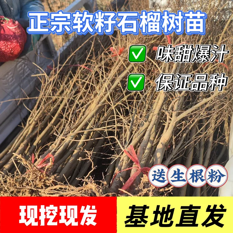 河阴缘正宗河阴突尼斯软籽石榴树大树苗纯甜软籽果实基地直发新鲜