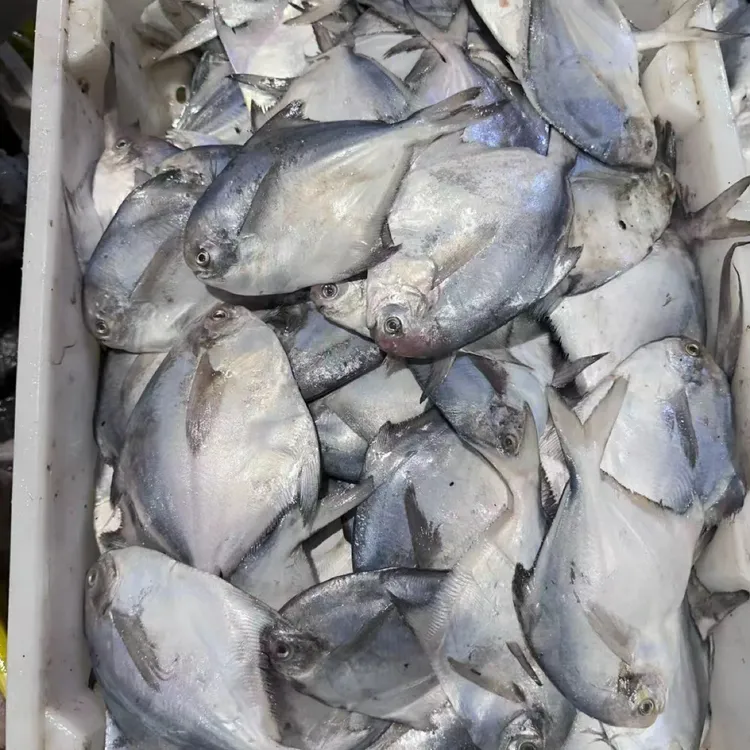 青岛本地小号银鲳鱼 蒜瓣肉