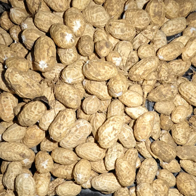 现挖现发农家自种新鲜带壳湿花生可生吃水煮