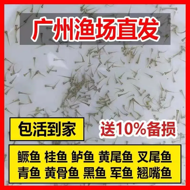 水花鱼苗混装 淡水养殖  大头草鱼泥鳅武昌罗非笋壳沙塘乌龟口粮