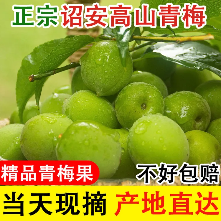 福建新鲜青梅鲜果精品大果现摘产地直销泡酒酸梅青梅果酵素