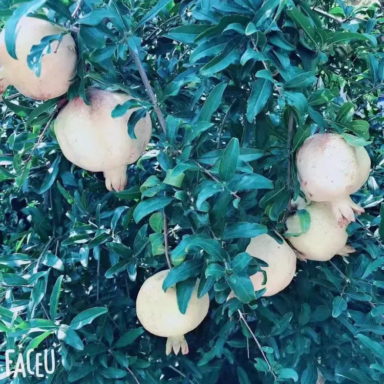 怀远头花白色玉石籽新鲜上市精品大果7两～9两一箱10斤装