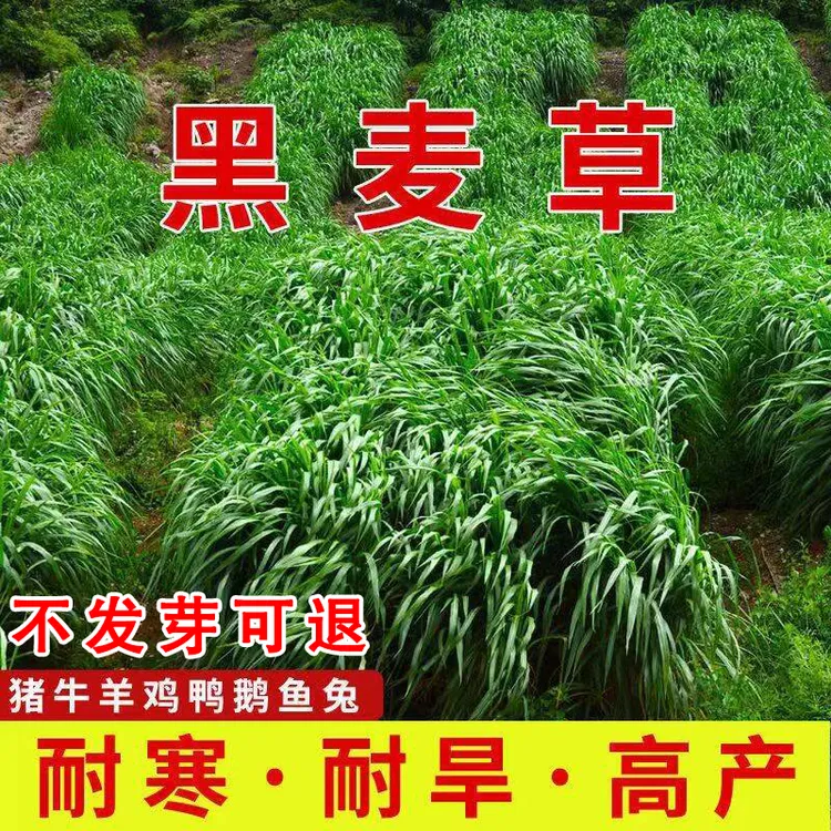 牧草种子多年生特高黑麦草种子鸡鸭鹅猪牛羊鱼四季草种抗寒进口