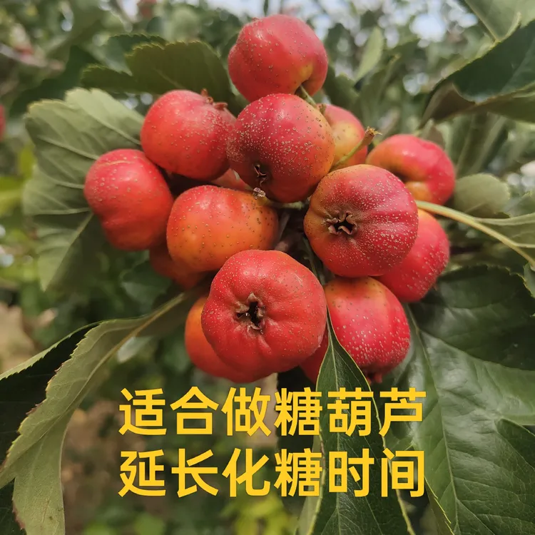 山东新鲜大山楂五棱山楂糖葫芦专用酸口