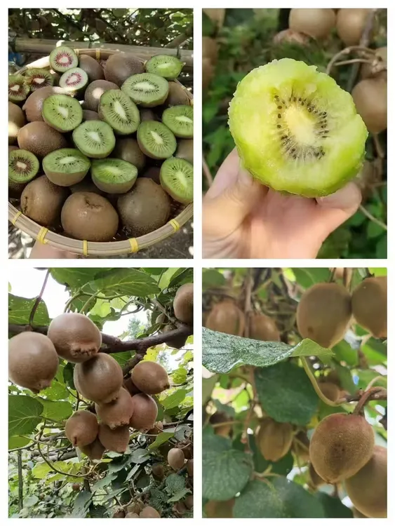 高山自然生长新鲜绿心猕猴桃香甜多汁当季水果