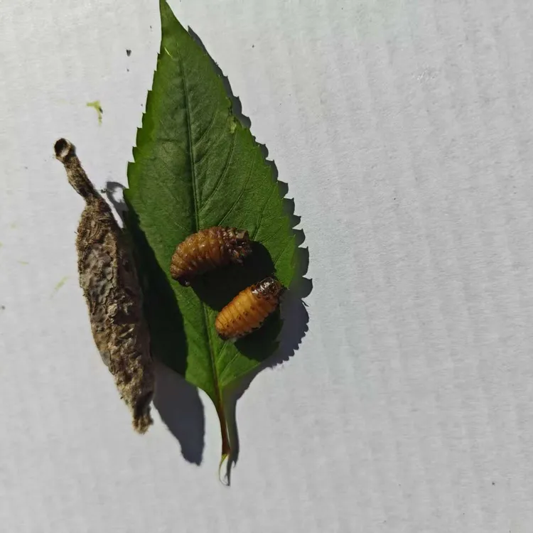 山东灰壳（小黑中皮 大炮）画眉鸟笼绣眼黄豆四喜壮膘