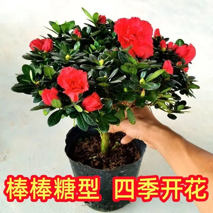 杨梅红杜鹃花四季开花盆栽室内外阳台好养花卉绿植户外花苞老桩