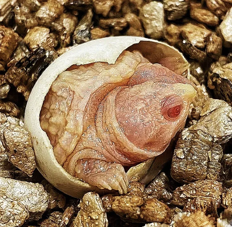 【精选】白化变异佛鳄爆刺纯佛宠物龟