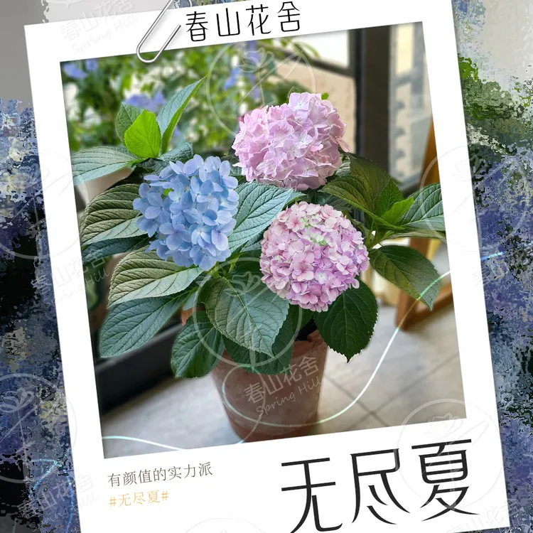 【无尽夏丨绣球花盆栽】苗盆栽花卉室内好养花四季开花大花