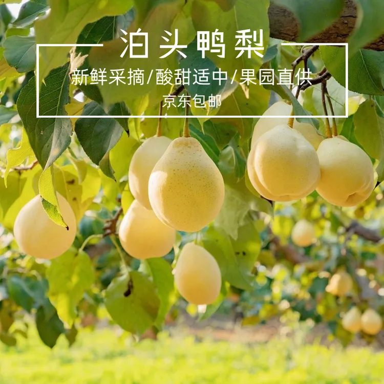 【保真!】泊头鸭梨皮薄肉厚汁水甜产地直发新鲜现摘