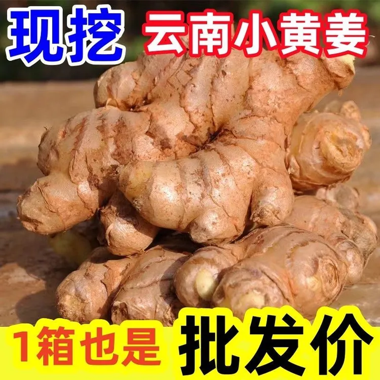 【云南老品种小黄姜】高山露天农家自种老品种小黄姜月子姜辛辣十足