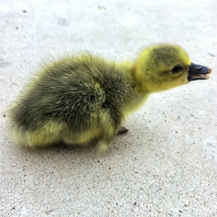 100g出壳苗 正品朗德鹅宠物鸭红嘴活体宠物鸭顺丰包邮到家
