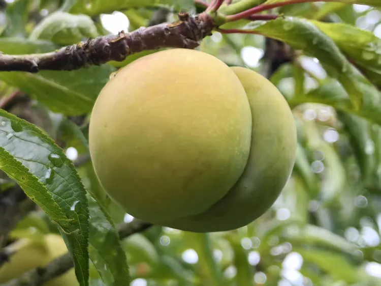 （果王）贵州蜂糖李，自产自销，品质有保证，价格也便宜，顺丰包邮