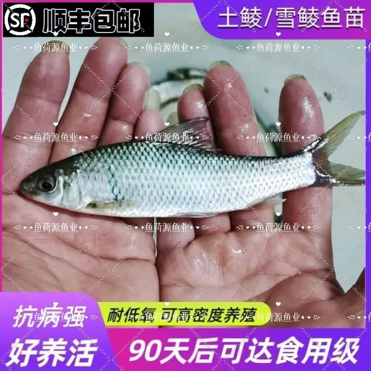 广东土鲮鱼苗麦穗鱼 抗病强抗寒耐热 淡水养殖活体鱼苗包活包邮