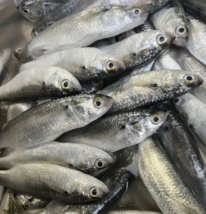 广东汕尾本港海野生白仔鱼  白鱼  