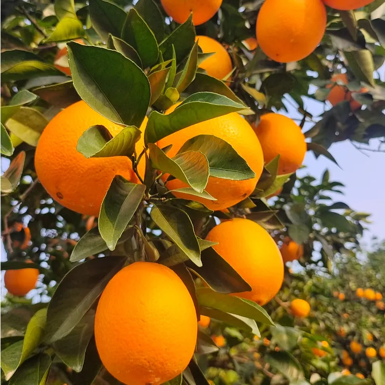 【10KG】正宗赣南脐橙果园现摘直发28年老树甜果