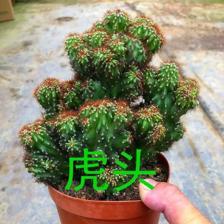 虎头山影仙人掌室内盆栽防辐射沙生绿植好养