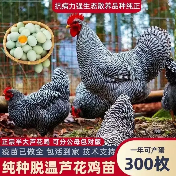 《顺丰可发》纯种宠物鸡汶上芦花鸡黑芦花正宗散养绿壳芦花鸡绿壳蛋