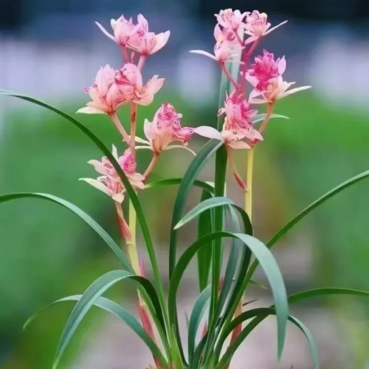 建兰红蝉牡丹室内花卉盆栽浓香型好养四季开花