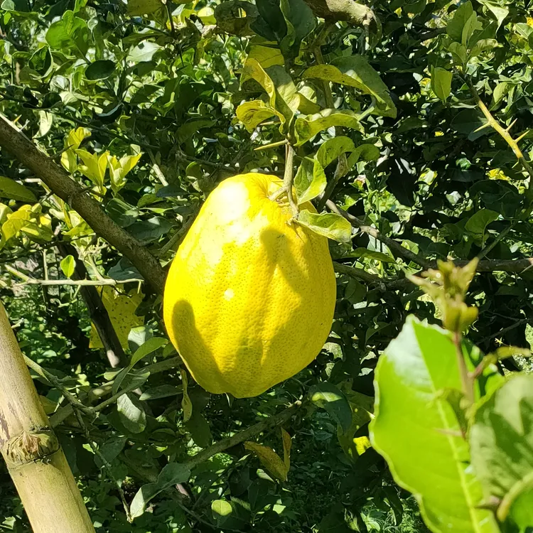 【食用黄果】云南香橼果生吃脆甜回甘炖鸡炖排骨切片蜂蜜泡水磨粉中