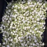 广西正宗野生茉莉花