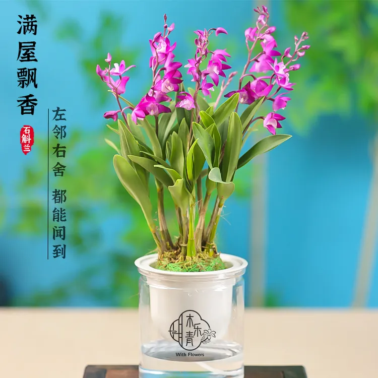 【带花剑花苞】新品红宝石香水石斛兰水培浓香室内绿植花卉盆栽B商品图