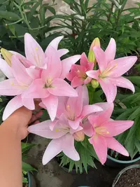 秋百合1颗进口【夏桃】16/18 庭院阳台百合花球