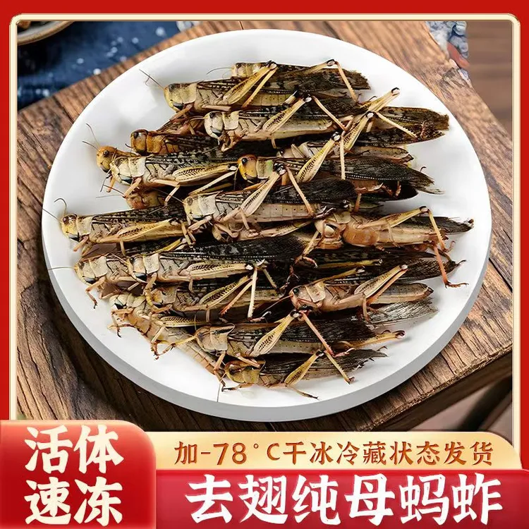 顺丰包邮山东特产纯母蚂蚱去翅带籽新鲜蚱蜢蝗虫东亚飞蝗食用昆虫