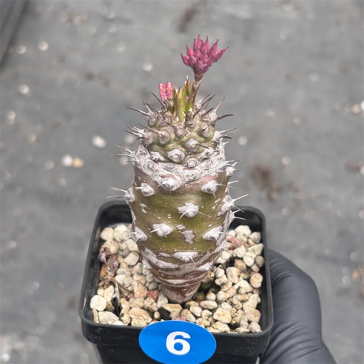 【允禾】瓶干麒麟 Euphorbia pachypodioides 连盆发大戟多肉植物