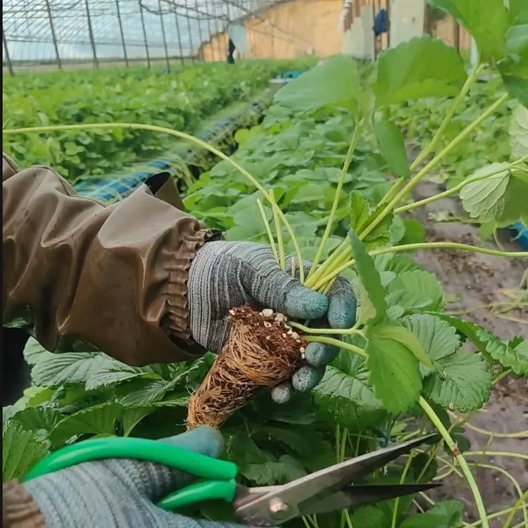 脱毒一代草莓种苗