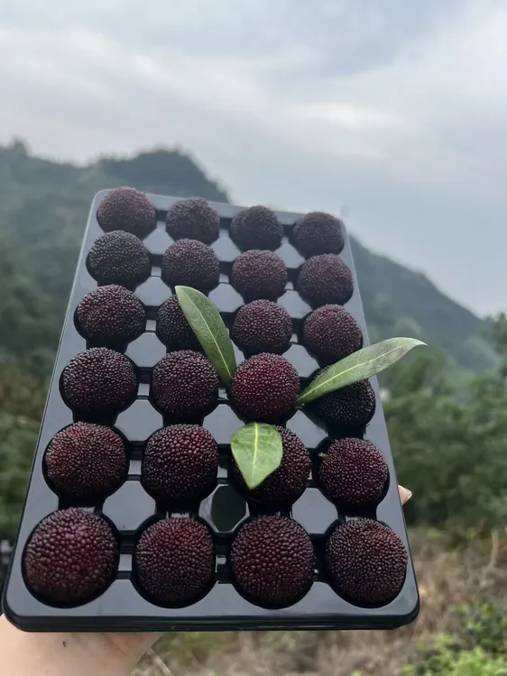 【仙居荸荠杨梅】大果荸荠杨梅现采现发氮气颗粒包装12克