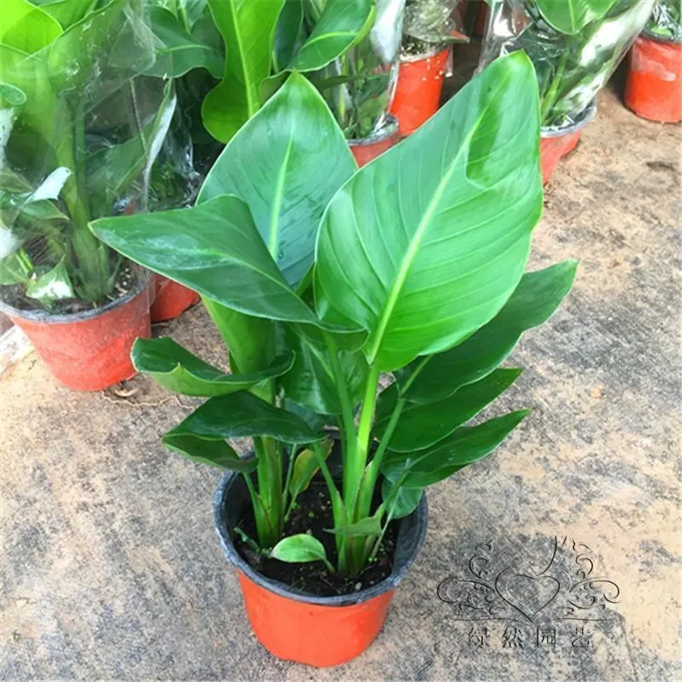 天堂鸟盆栽绿植鹤望兰室内客厅卧室好养不死净化空气四季常青