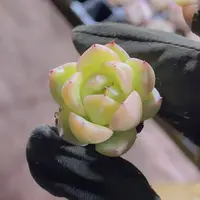 精品翠珍妮2米3颗