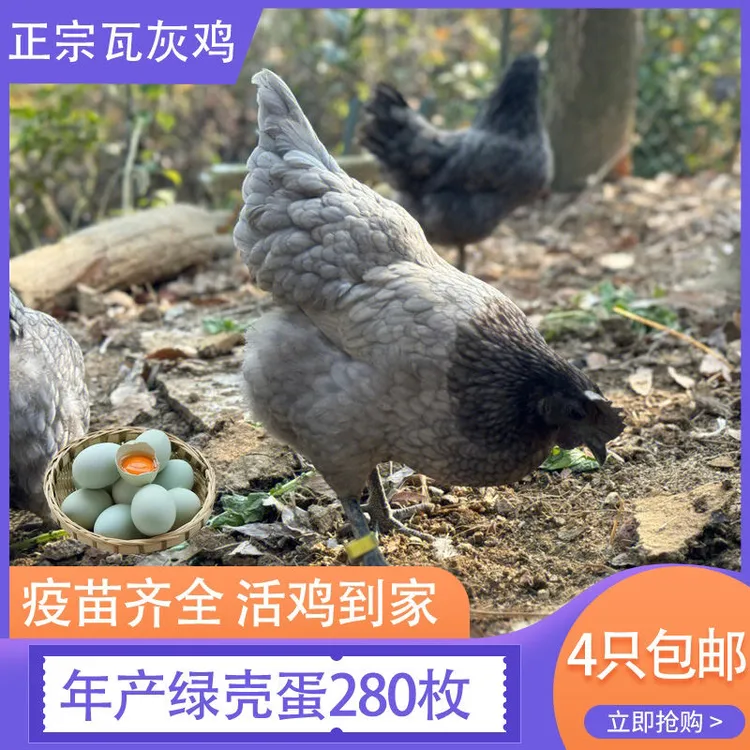 1斤重正宗纯种瓦灰鸡苗小脚优质绿壳蛋鸡活鸡包活到家散养宠物鸡