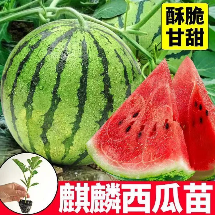 【山东寿光优质西瓜苗】麒麟西瓜苗超甜高产耐旱早熟带土发货商品图
