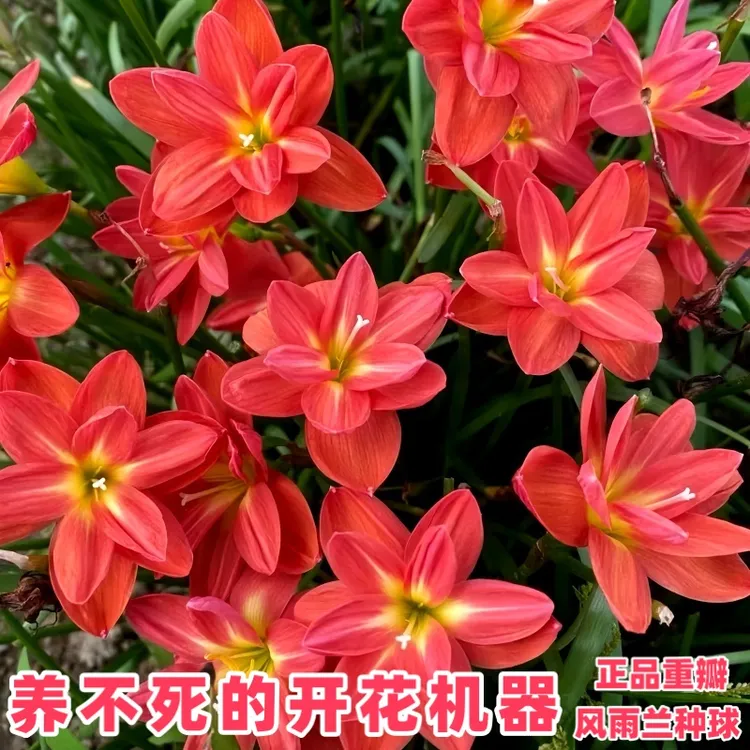【特价】风雨兰种球盆栽花种庭院阳台四季种植易种绿植葱兰四季开花