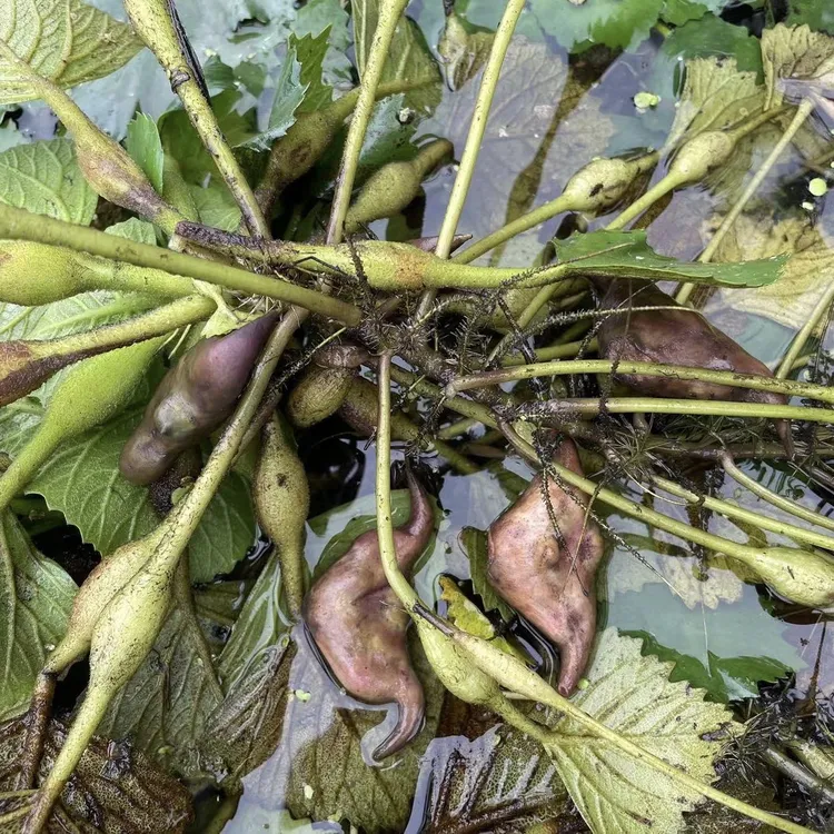 老菱角新鲜现摘湖北原产地老菱角清香粉粉糯糯3斤5斤净重