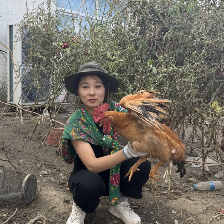 东北散养大公鸡（顺丰包邮）送货上门土鸡