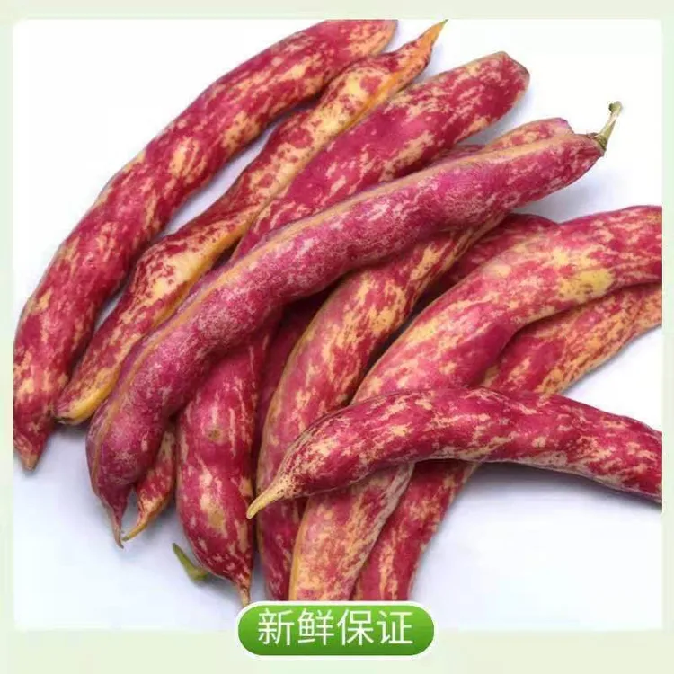 新鲜花豆带壳云南红金勾豆角面豆角黄金勾云南油豆角
