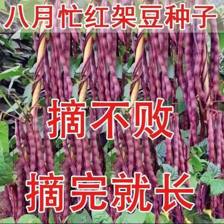 【八月忙冻死鬼豆角种子】家庭阳台小院盆栽地栽四季种植