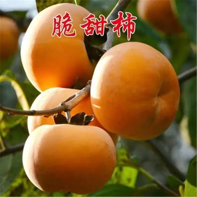 【柿子树苗】脆甜柿子树南北盆栽地种太秋脆柿嫁接阳丰火晶软柿树苗